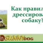 Ласощі для дресирування - яке і приготування (яке) Ласощі для дресирування - яке і приготування