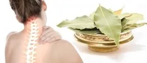 Лавровий лист при остеохондрозі рецепт лікування (лікування) Лавровий лист при остеохондрозі рецепт лікування