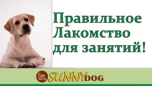 Ласощі для дресирування - яке і приготування (дресирування) Ласощі для дресирування - яке і приготування