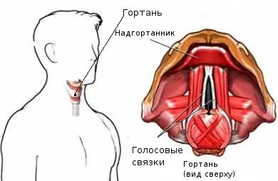 Ларингіт і фарингіт відміну