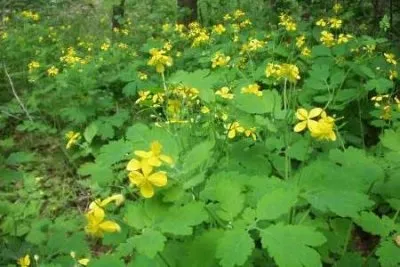Лікування аденоми простати чистотілом народні рецепти приготування настоїв, відварів, рекомендації (рецепти) Лікування аденоми простати чистотілом народні рецепти приготування настоїв, відварів, рекомендації