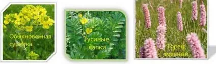 Лікувальні трави, народні рецепти здоров'я (приймайте) Лікувальні трави, народні рецепти здоров'я