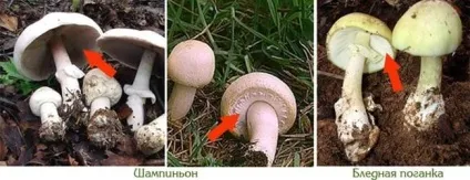 помилковий печериця
