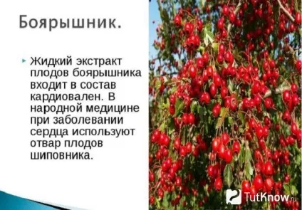 Лікувальні властивості, застосування і протипоказання глода (лікувальні) Лікувальні властивості, застосування і протипоказання глода