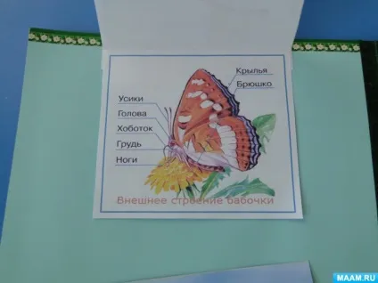 Лепбук «комахи»