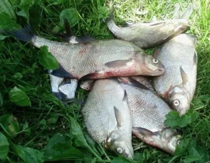 Ловля підлящика і ляща на поплавкову вудку влітку (ляща) Ловля підлящика і ляща на поплавкову вудку влітку