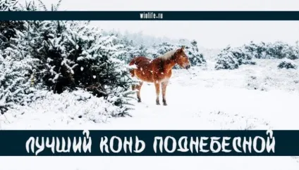 Кращий кінь піднебесної