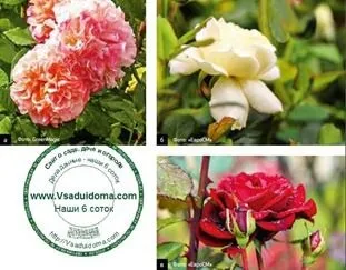 Троянди в саду (фото) - поради по догляду, сайт про сад, дачі і кімнатних рослинах (можна ближче корені) Троянди в саду (фото) - поради по догляду, сайт про сад, дачі і кімнатних рослинах