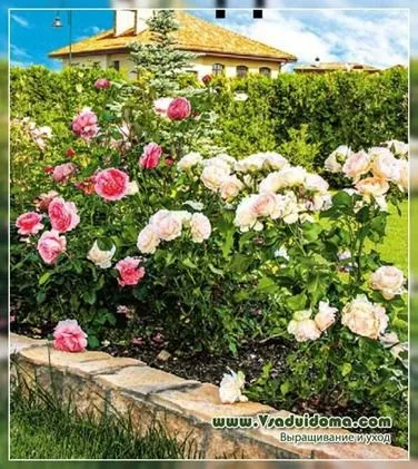 Троянди в саду (фото) - поради по догляду, сайт про сад, дачі і кімнатних рослинах (посадка) Троянди в саду (фото) - поради по догляду, сайт про сад, дачі і кімнатних рослинах