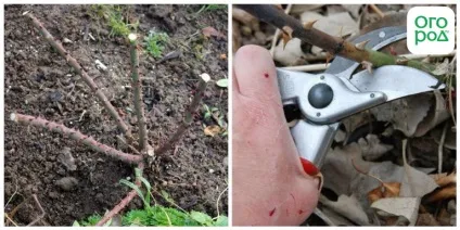 Троянди флорибунда - 9 основних правил по вирощуванню, в квітнику () (флорибунда вирощування) Троянди флорибунда - 9 основних правил по вирощуванню, в квітнику ()