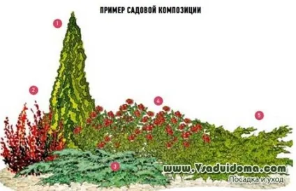 Троянди в саду (фото) - поради по догляду, сайт про сад, дачі і кімнатних рослинах (вирощування) Троянди в саду (фото) - поради по догляду, сайт про сад, дачі і кімнатних рослинах