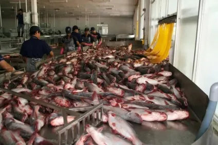 Керівництво по морепродуктів пангасіус (26 фото) (спеціально навчені мужики) Керівництво по морепродуктів пангасіус (26 фото)