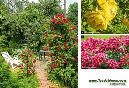 Троянди в саду (фото) - поради по догляду, сайт про сад, дачі і кімнатних рослинах (троянди) Троянди в саду (фото) - поради по догляду, сайт про сад, дачі і кімнатних рослинах