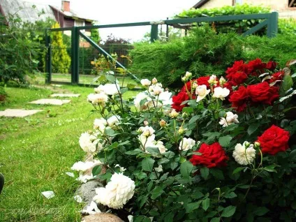 Троянда флорибунда фото і опис популярних сортів, особливості посадки і догляду у відкритому грунті, (флорибунда) Троянда флорибунда фото і опис популярних сортів, особливості посадки і догляду у відкритому грунті,