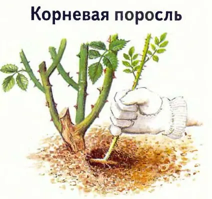 Роза перероджується в шипшина, що робити (робити) Роза перероджується в шипшина, що робити
