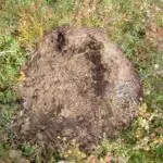 Мурахи на дачі позбавляємося народними засобами (народними) Мурахи на дачі позбавляємося народними засобами