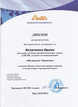 Московський розплідник британських шиншил (московський розплідник британських шиншил) Московський розплідник британських шиншил