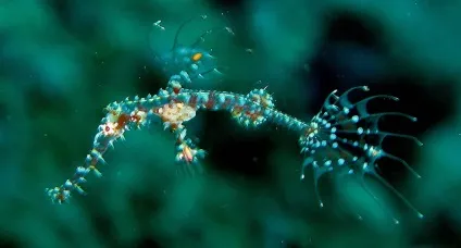 Морський коник