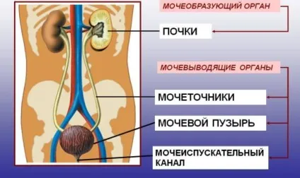 Мультиспіральна комп'ютерна томографія (МСКТ) нирок