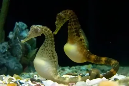 Морський коник