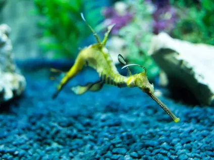 Морський коник