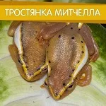 Про акваріумах, тераріумах і ставках для новачків і професіоналів (magazine Журнал RusTerra) Про акваріумах, тераріумах і ставках для новачків і професіоналів