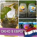 Про акваріумах, тераріумах і ставках для новачків і професіоналів (magazine Журнал RusTerra) Про акваріумах, тераріумах і ставках для новачків і професіоналів