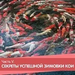 Про акваріумах, тераріумах і ставках для новачків і професіоналів (акваріумах) Про акваріумах, тераріумах і ставках для новачків і професіоналів