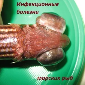 Про акваріумах, тераріумах і ставках для новачків і професіоналів (мовою присвяченим проблемам тераріумістики) Про акваріумах, тераріумах і ставках для новачків і професіоналів