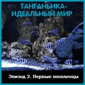 Про акваріумах, тераріумах і ставках для новачків і професіоналів (magazine Журнал RusTerra) Про акваріумах, тераріумах і ставках для новачків і професіоналів