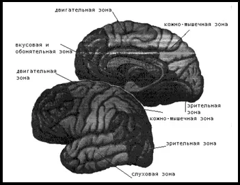 Нервова система - біологія