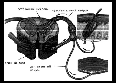 Нервова система - біологія