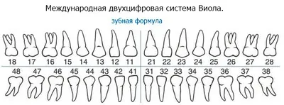 Нумерація зубів в стоматології схеми і позначення різних систем (різних) Нумерація зубів в стоматології схеми і позначення різних систем