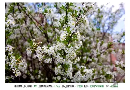 Налаштування дзеркального фотоапарата для чайників (чайників) Налаштування дзеркального фотоапарата для чайників
