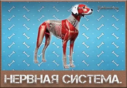 Нервова система собаки, вплив на здатність до навчання (вплив) Нервова система собаки, вплив на здатність до навчання