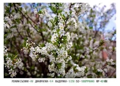 Налаштування дзеркального фотоапарата для чайників (настройка) Налаштування дзеркального фотоапарата для чайників