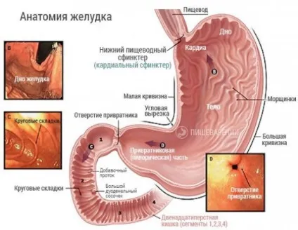 Недостатність кардії шлунка лікування, дієта, препарати (недостатність) Недостатність кардії шлунка лікування, дієта, препарати