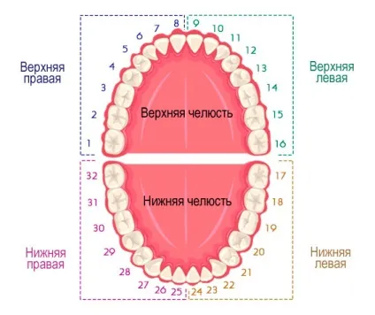 Нумерація зубів в стоматології схеми і позначення різних систем (позначення) Нумерація зубів в стоматології схеми і позначення різних систем