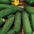 Огірок сонячний опис сорту, характеристика вирощування, відгуки та фото (сорти) Огірок сонячний опис сорту, характеристика вирощування, відгуки та фото