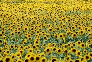 Очищення суглобів і всього організму від шлаків і солей (очищення) Очищення суглобів і всього організму від шлаків і солей