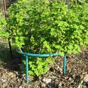 Огорожа для кущів смородини як його зробити своїми руками (огорожу) Огорожа для кущів смородини як його зробити своїми руками