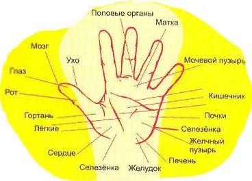 Визначення ознак хвороби по долоні (долоні) Визначення ознак хвороби по долоні