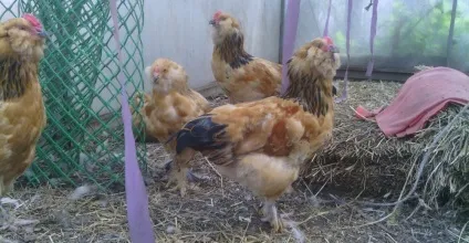 Опис породи курей, вушанка лохмоногая її характеристика з фотографіями (лохмоногая) Опис породи курей, вушанка лохмоногая її характеристика з фотографіями