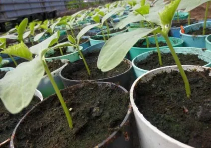 Огірок барабулька f1 опис, гідності, технологія вирощування, догляд, насіння, відгуки, фото,