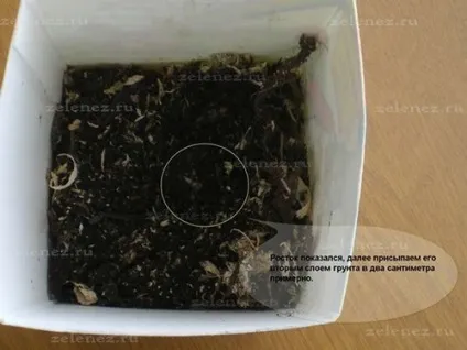 Дуже рання картопля з розсади, мій сад і город (дуже рання картопля) Дуже рання картопля з розсади, мій сад і город