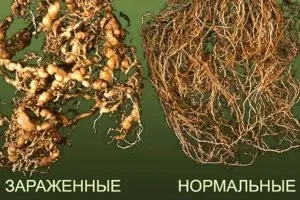 Основні хвороби та шкідники бегонії причини і лікування (хвороби) Основні хвороби та шкідники бегонії причини і лікування
