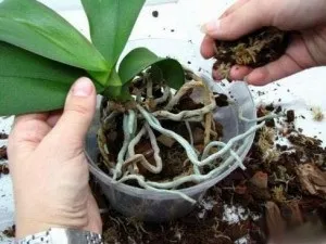 Орхідея каттлея догляд, пересадка і розмноження в домашніх умовах