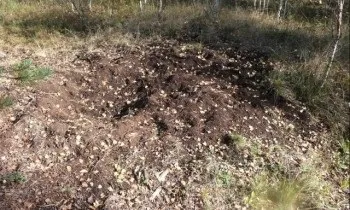 Полювання на лося на реву