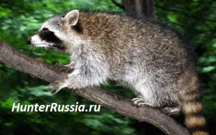 Полювання на єнота