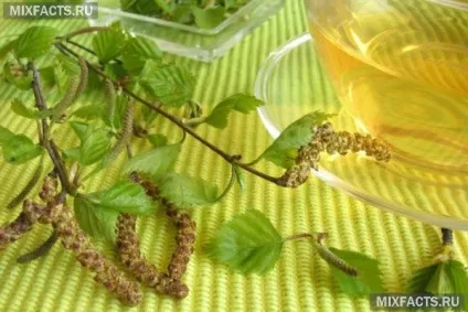 Відвар березового листя застосування і рецепти приготування (листя) Відвар березового листя застосування і рецепти приготування